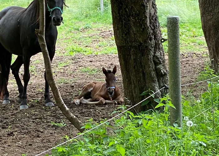 Caravan On Farm 캠프장 Otradovice