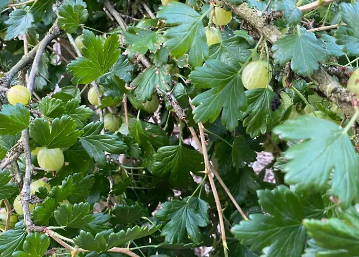 Caravan On Farm * Otradovice